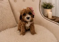 Marley, a female Cavapoo for sale in Louisville, KY – 7 of 8