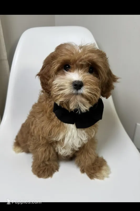 Brody – Cavapoo puppy for sale in Louisville, KY
