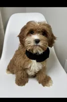 Brody, a male Cavapoo for sale in Louisville, KY – Photo 1 of 10