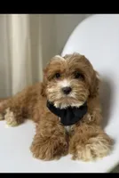 Brody, a male Cavapoo for sale in Louisville, KY – Photo 4 of 10