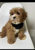 Brody, a male Cavapoo for sale in Louisville, KY – Photo 8 of 10