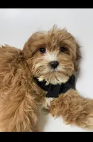 Brody, a male Cavapoo for sale in Louisville, KY – Photo 6 of 10