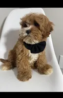 Brody, a male Cavapoo for sale in Louisville, KY – Photo 9 of 10