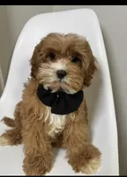 Brody, a male Cavapoo for sale in Louisville, KY – Photo 7 of 10