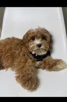 Brody, a male Cavapoo for sale in Louisville, KY – Photo 5 of 10