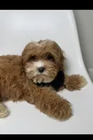 Brody, a male Cavapoo for sale in Louisville, KY – Photo 2 of 10