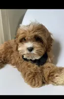 Brody, a male Cavapoo for sale in Louisville, KY – Photo 3 of 10