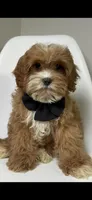 Brody, a male Cavapoo for sale in Louisville, KY – Photo 10 of 10