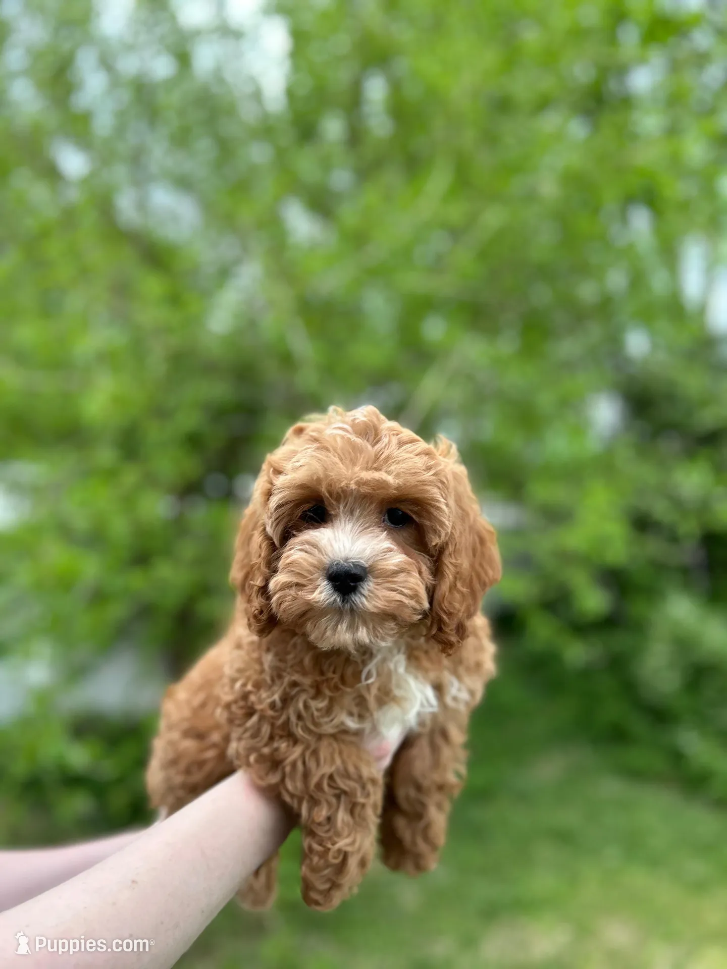 Shane , a male Cavapoo for sale in Louisville, KY – Photo 1 of 9