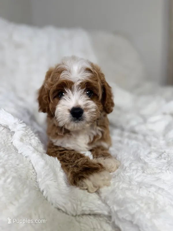 Milo  – Cavapoo puppy for sale in Louisville, KY