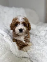 Milo , a male Cavapoo for sale in Louisville, KY – 1 of 10