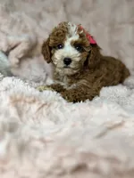 Remi, a female Cavapoo for sale in Louisville, KY – 8 of 10