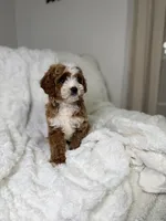 Milo , a male Cavapoo for sale in Louisville, KY – 9 of 10