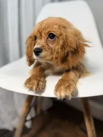 Van, a male Cavapoo for sale in Louisville, KY – 6 of 7