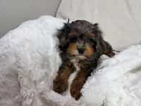 Peanut 🥜 , a female Cavapoo for sale in Louisville, KY – 8 of 10