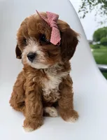 Marley, a female Cavapoo for sale in Louisville, KY – 2 of 8