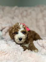 Remi, a female Cavapoo for sale in Louisville, KY – 5 of 10