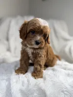 Pluto, a male Cavapoo for sale in Louisville, KY – 6 of 9
