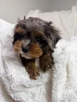 Peanut 🥜 , a female Cavapoo for sale in Louisville, KY – 10 of 10