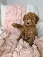 Grace, a female Poodle - Toy  for sale in Louisville, KY – 5 of 10