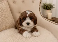Wally, a male Cavapoo for sale in Louisville, KY – 3 of 8