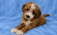 Milo, a male Poodle - Toy  for sale in Louisville, KY – 6 of 8