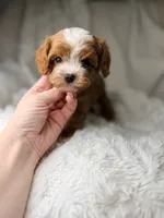 Orion, a male Cavapoo for sale in Louisville, KY – 3 of 10