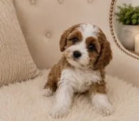 Clifford , a male Cavapoo for sale in Louisville, KY – 4 of 8