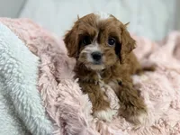 Caramel 🎀, a female Cavapoo for sale in Louisville, KY – 9 of 10