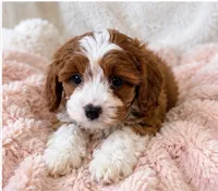 Isla, a female Cavapoo for sale in Louisville, KY – 5 of 5