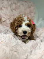 Remi, a female Cavapoo for sale in Louisville, KY – 10 of 10
