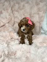 Marley, a female Cavapoo for sale in Louisville, KY – 9 of 10