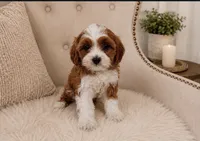Clifford , a male Cavapoo for sale in Louisville, KY – 3 of 8