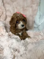 Marley, a female Cavapoo for sale in Louisville, KY – 2 of 10
