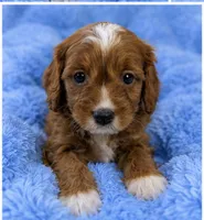 Teddy , a male Cavapoo for sale in Louisville, KY – 6 of 7