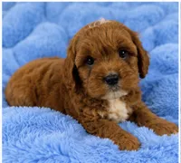 Ollie , a male Cavapoo for sale in Louisville, KY – 8 of 10