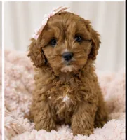 Daisy, a female Cavapoo for sale in Louisville, KY – 4 of 10