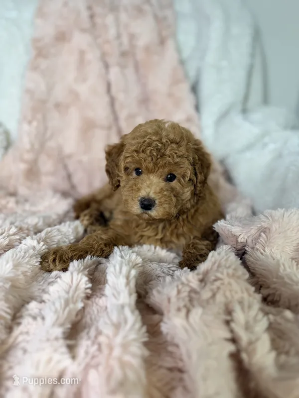 Grace – Poodle - Toy  puppy for sale in Louisville, KY