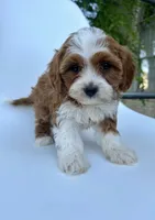 Clifford , a male Cavapoo for sale in Louisville, KY – 1 of 8
