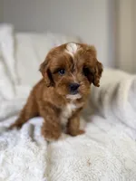 Cosmo, a male Cavapoo for sale in Louisville, KY – 8 of 8