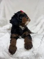 Hershey 🍫🎀, a female Cavapoo for sale in Louisville, KY – 7 of 10