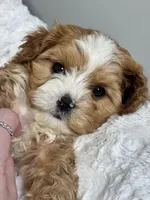 Koda, a male Cavapoo for sale in Louisville, KY – Photo 1 of 8