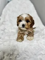 Koda, a male Cavapoo for sale in Louisville, KY – Photo 5 of 8