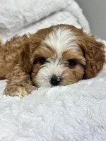 Koda, a male Cavapoo for sale in Louisville, KY – Photo 8 of 8