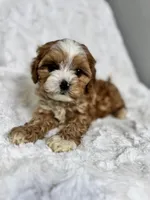 Koda, a male Cavapoo for sale in Louisville, KY – Photo 2 of 8