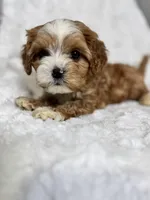 Koda, a male Cavapoo for sale in Louisville, KY – Photo 7 of 8