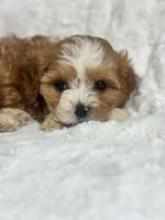 Koda, a male Cavapoo for sale in Louisville, KY – Photo 4 of 8