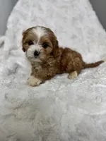 Koda, a male Cavapoo for sale in Louisville, KY – Photo 6 of 8