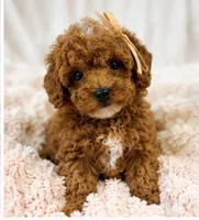 Millie-tiny 1.6 lbs , a female Poodle - Toy  for sale in Louisville, KY – 1 of 9