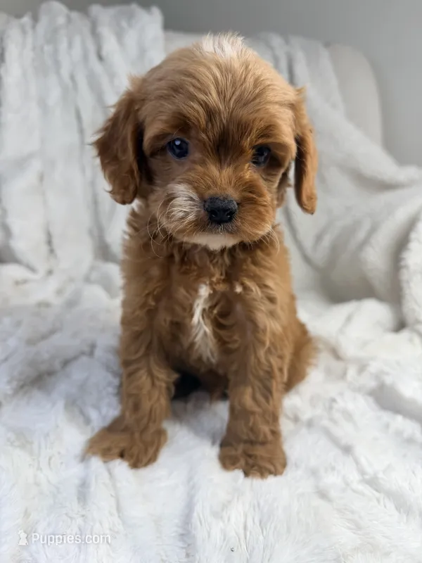 Apollo – Cavapoo puppy for sale in Louisville, KY